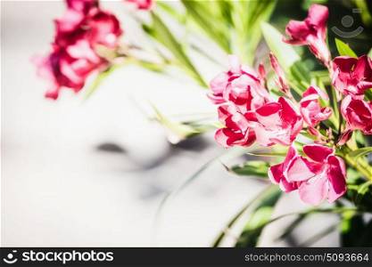 Pretty red blooming on light background, front view