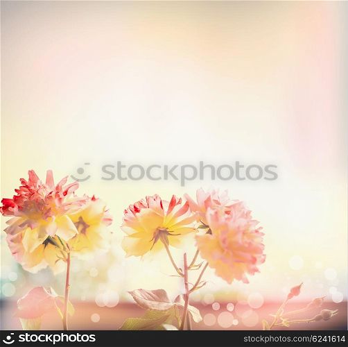 Pretty red yellow roses flowers in sunlight, outdoor nature background, floral border