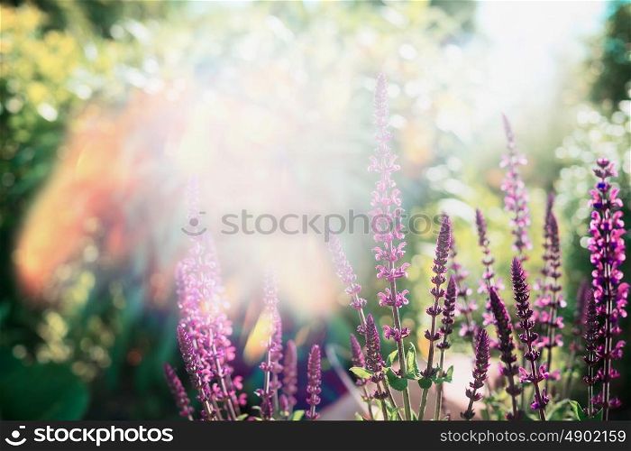 Pretty salvia blooming in garden or park at sunny summer day , outdoor nature background