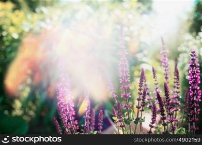 Pretty salvia blooming in garden or park at sunny summer day , outdoor nature background