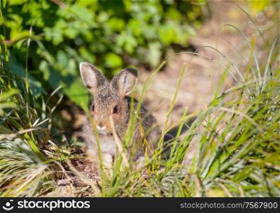 Pretty small rabbit in green grass