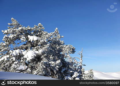 Pretty snow covered trees