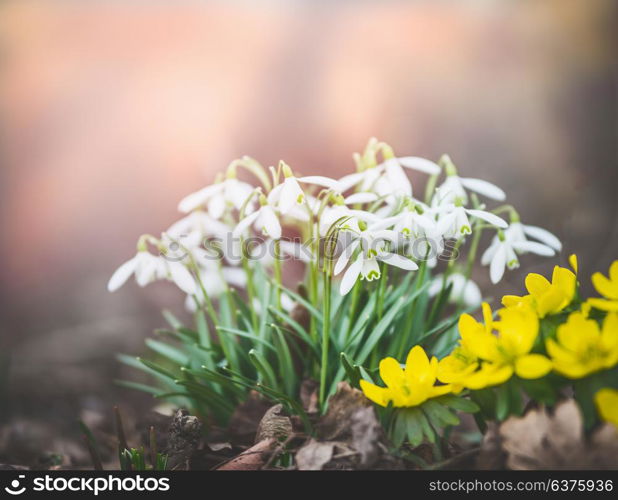 Pretty snowdrop flowers at spring outdoor nature background