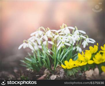Pretty snowdrop flowers at spring outdoor nature background