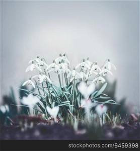 Pretty snowdrops flowers, outdoor springtime blooming