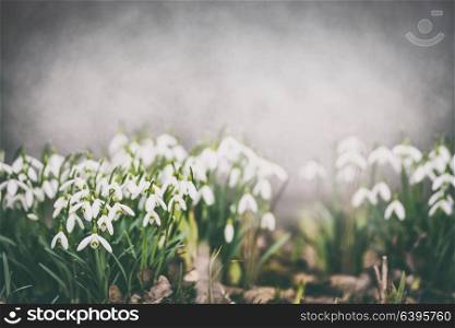 Pretty snowdrops on garden bed, outdoor. Springtime flowers . Spring nature background, Retro styled
