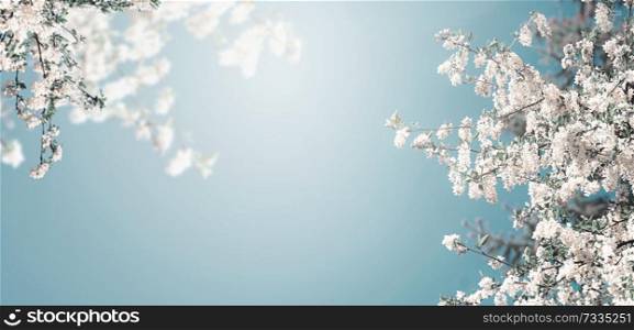 Pretty spring blossom nature background with white blooming of tree at blue sky with sunshine, banner