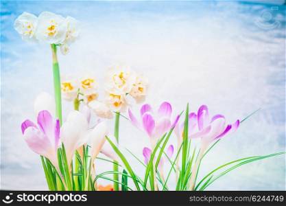 Pretty spring flowers: daffodils and crocuses . Spring flowers background