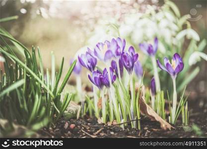 Pretty spring outdoor nature background with crocuses flowers