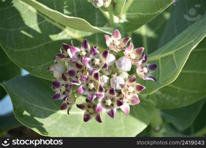 Pretty sun shining on budding and flowering giant milkweed flowers blooming.