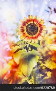 Pretty sunflower in garden