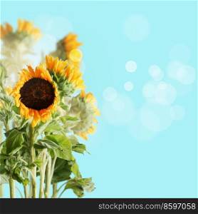 Pretty sunflowers with green stems and leaves standing at blue sky background with sunlight and bokeh. Seasonal summer backdrop. Front view with copy space.