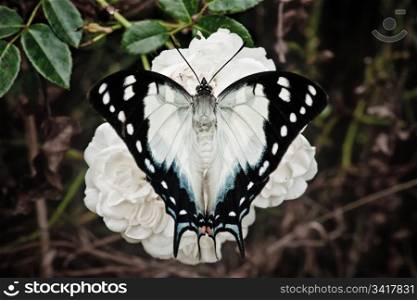 pretty swallowtail butterfly on a rose flower
