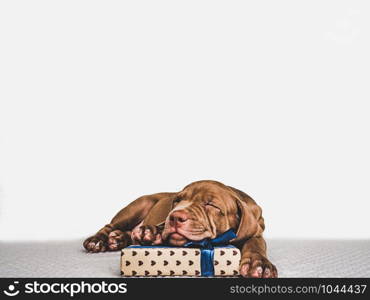 Pretty, tender puppy chocolate-colored and festive box tied with a bow. Close-up, isolated background. Studio photo, white color. Concept of care, education, obedience training and raising of animals. Young, charming puppy and a festive box