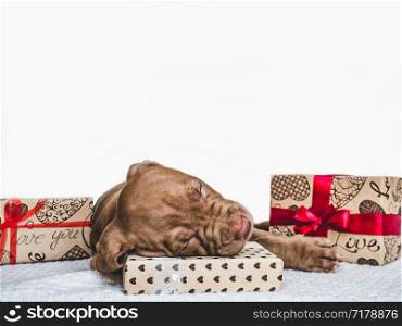Pretty, tender puppy chocolate-colored and festive box tied with a bow. Close-up, isolated background. Studio photo, white color. Concept of care, education, obedience training and raising of animals. Young, charming puppy and a festive box