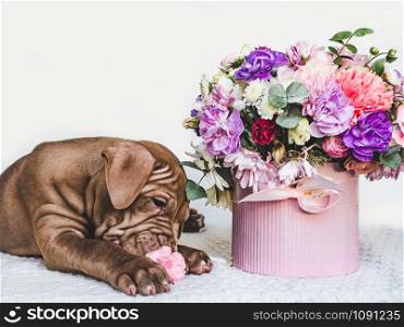 Pretty, tender puppy of chocolate color and bright bouquet of flowers. Close-up, isolated background. Studio photo, white color. Concept of care, education, obedience training and raising pets. Young, charming puppy and bouquet of flowers