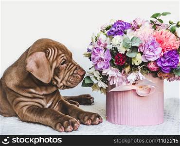 Pretty, tender puppy of chocolate color and bright bouquet of flowers. Close-up, isolated background. Studio photo, white color. Concept of care, education, obedience training and raising pets. Young, charming puppy and bouquet of flowers