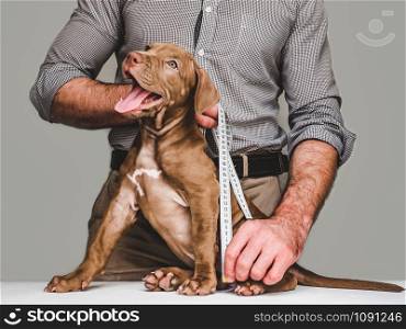 Pretty, tender puppy of chocolate color and his caring owner. Close-up, isolated background. Studio photo. Concept of care, education, obedience training and raising of pets. Pretty, tender puppy and his caring owner