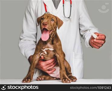 Pretty, tender puppy of chocolate color at the reception at the vet doctor. Close-up, isolated background. Studio photo. Concept of care, education, obedience training and raising of pets. Young, charming puppy and vet doctor. Close-up