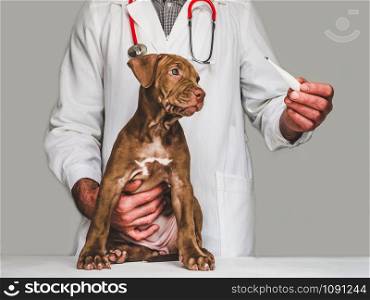 Pretty, tender puppy of chocolate color at the reception at the vet doctor. Close-up, isolated background. Studio photo. Concept of care, education, obedience training and raising of pets. Young, charming puppy and vet doctor. Close-up