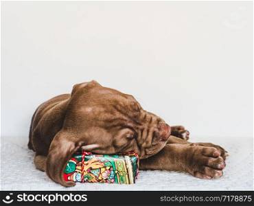 Pretty, tender puppy of chocolate color, Christmas decorations, carpet and box tied with a bow. Close-up. Studio photo. Concept of care, education, obedience training and raising of pets. Young, charming puppy and a festive box