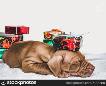 Pretty, tender puppy of chocolate color, Christmas decorations, plaid and boxes tied with a bow. Close-up. Studio photo. Young, charming puppy and a festive box