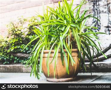 Pretty terracotta Patio pot with green plants, container planting and gardening, outdoor