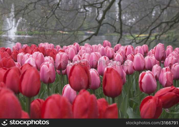 Pretty tulips at the keukenhof on a rainy day (streaks in the background is rain falling down)