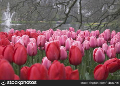 Pretty tulips at the keukenhof on a rainy day (streaks in the background is rain falling down)