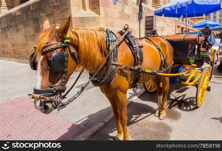 Pretty typical Andalusian horses with carriages in Seville, Spain