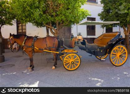 Pretty typical Andalusian horses with carriages in Seville, Spain