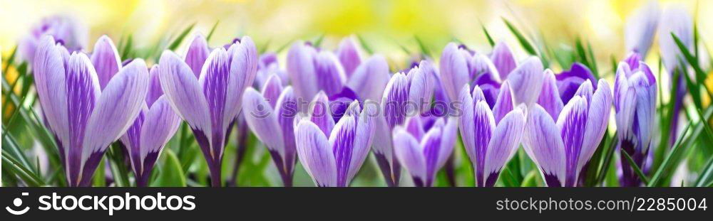 pretty  violet crocus   blooming in a meadow in panoramic view onyellow background 