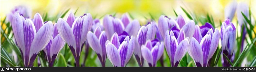 pretty  violet crocus   blooming in a meadow in panoramic view onyellow background 