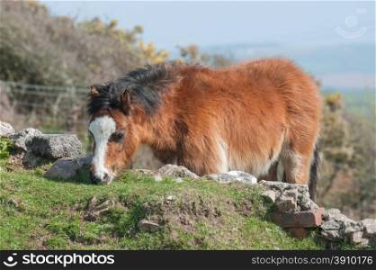 pretty welsh pony grazing on stone wall vegetation