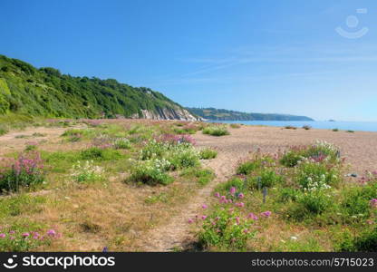 Pretty wild flowers on Slapton Sands at springtime, Devon, England.