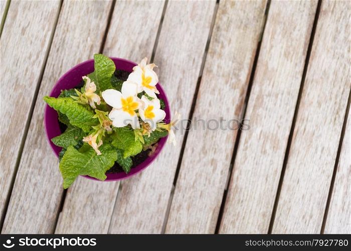 Pretty Yellow Pot of Pansies on Wooden Table