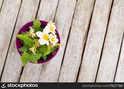Pretty Yellow Pot of Pansies on Wooden Table