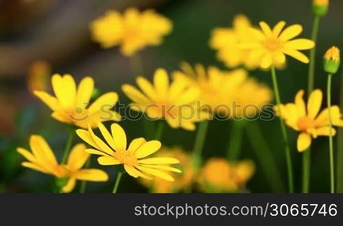 Pretty yellow spring flowers in the garden