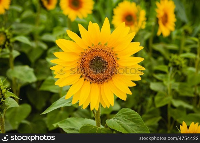 Pretty yellow sunflowers open and looking at the sun