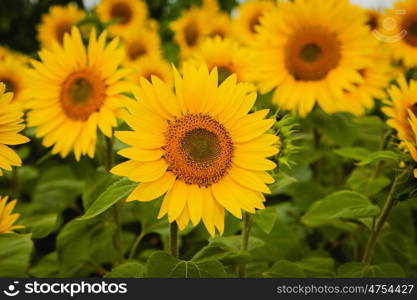 Pretty yellow sunflowers open and looking at the sun