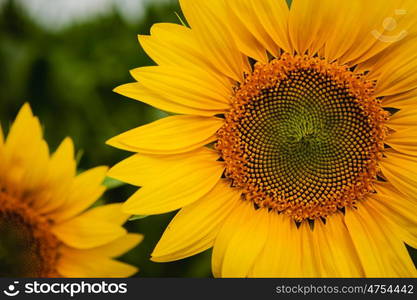 Pretty yellow sunflowers open and looking at the sun