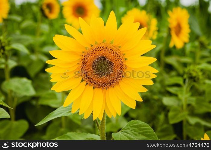 Pretty yellow sunflowers open and looking at the sun