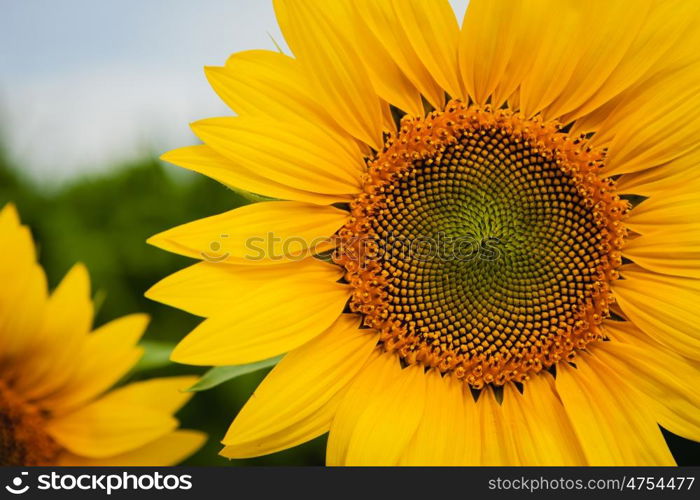 Pretty yellow sunflowers open and looking at the sun