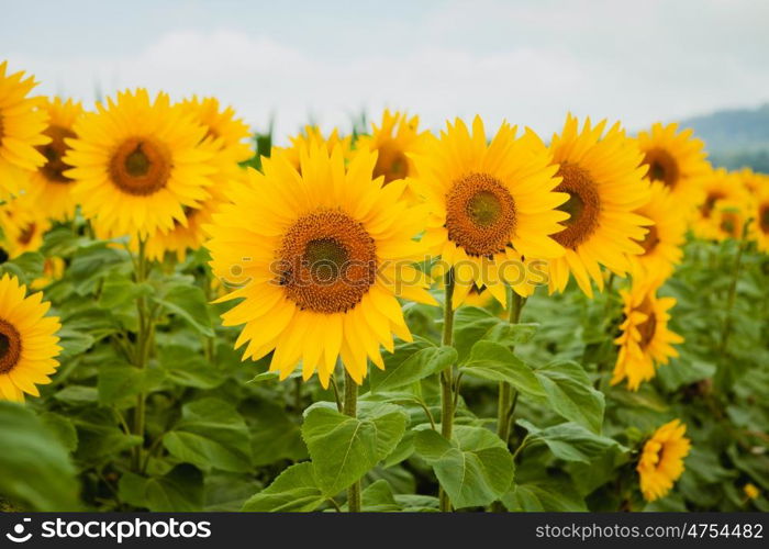 Pretty yellow sunflowers open and looking at the sun