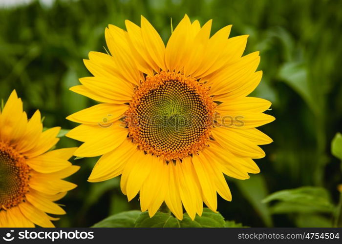 Pretty yellow sunflowers open and looking at the sun