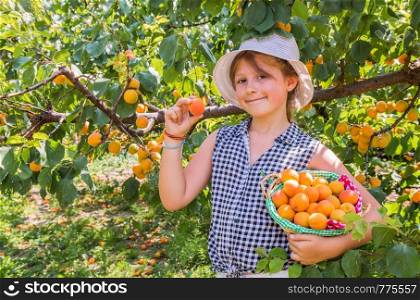 Pretty, young girl is harvest apricots in a summer beautiful day