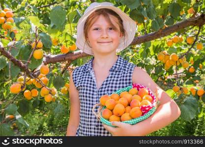Pretty, young girl is harvest apricots in a summer beautiful day
