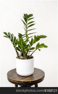 Pretty zamioculca in white pot on vintage stool and white background