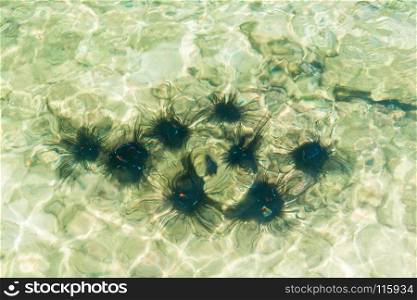 prickly and dangerous sea urchins on the coral bottom of the sea, top view through the water