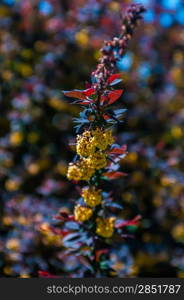 prickly brown bush with yellow flowers clusters